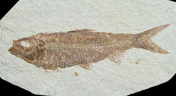 Knightia Fossil Fish - Wyoming #6567